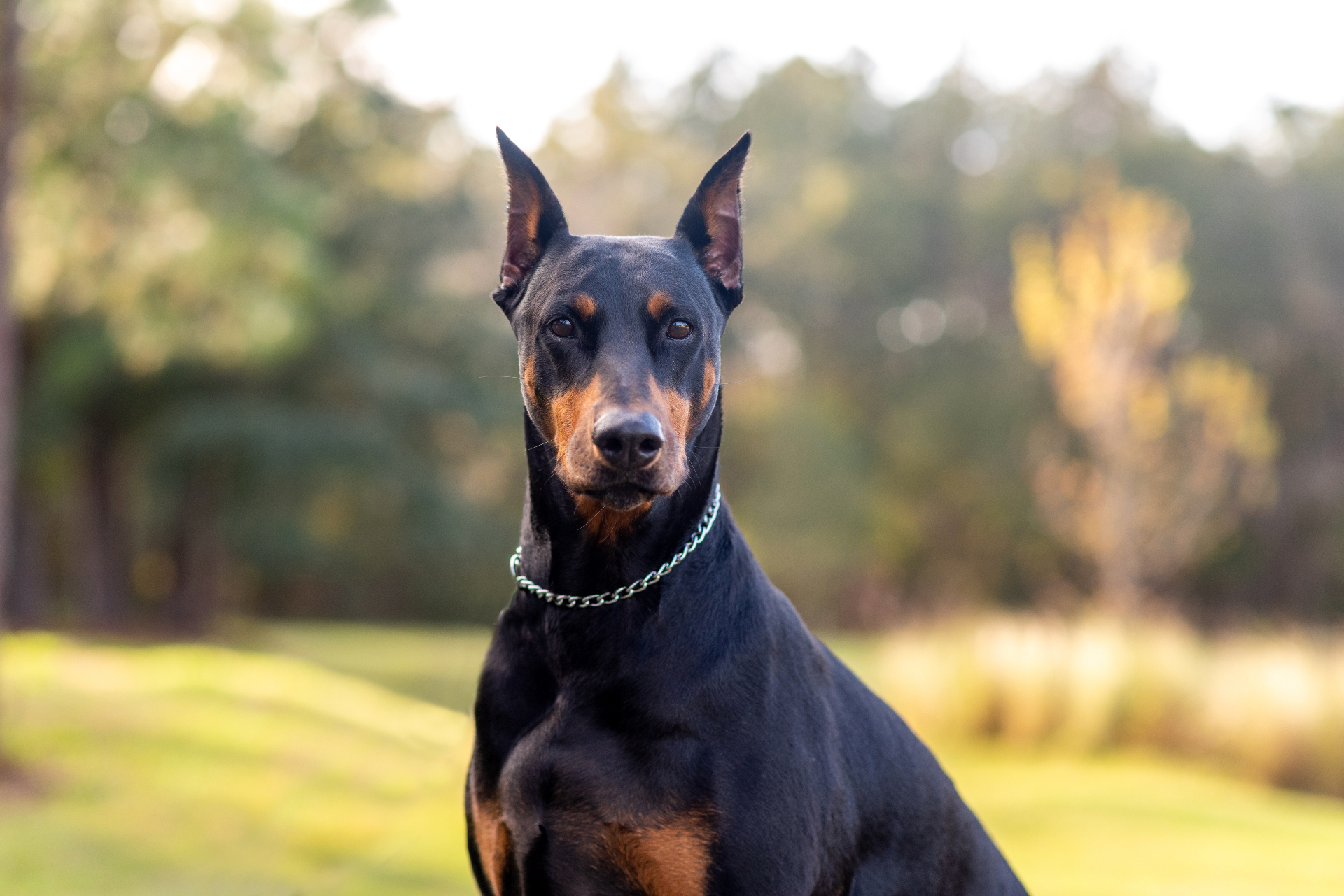 Doberman Pinscher pedigree portrait — Apolda, Germany, 1890s (Karl Friedrich Louis Dobermann)