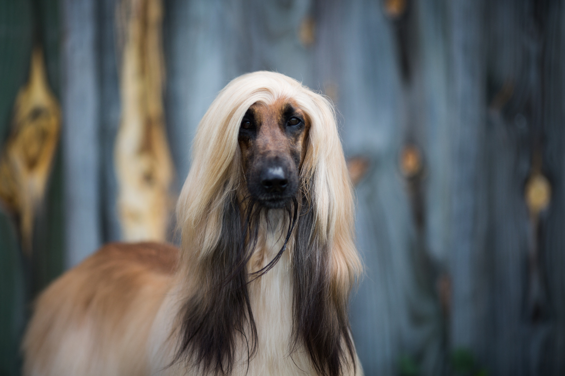 Afghan Hound pedigree portrait — Afghanistan, antiquity
