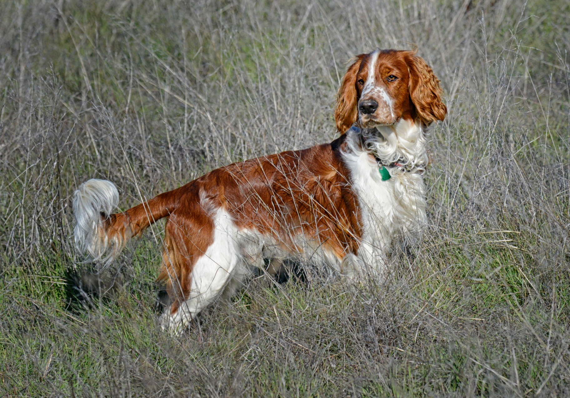 Welsh Springer Spaniel pedigree portrait — Wales, 17th c. sporting estates