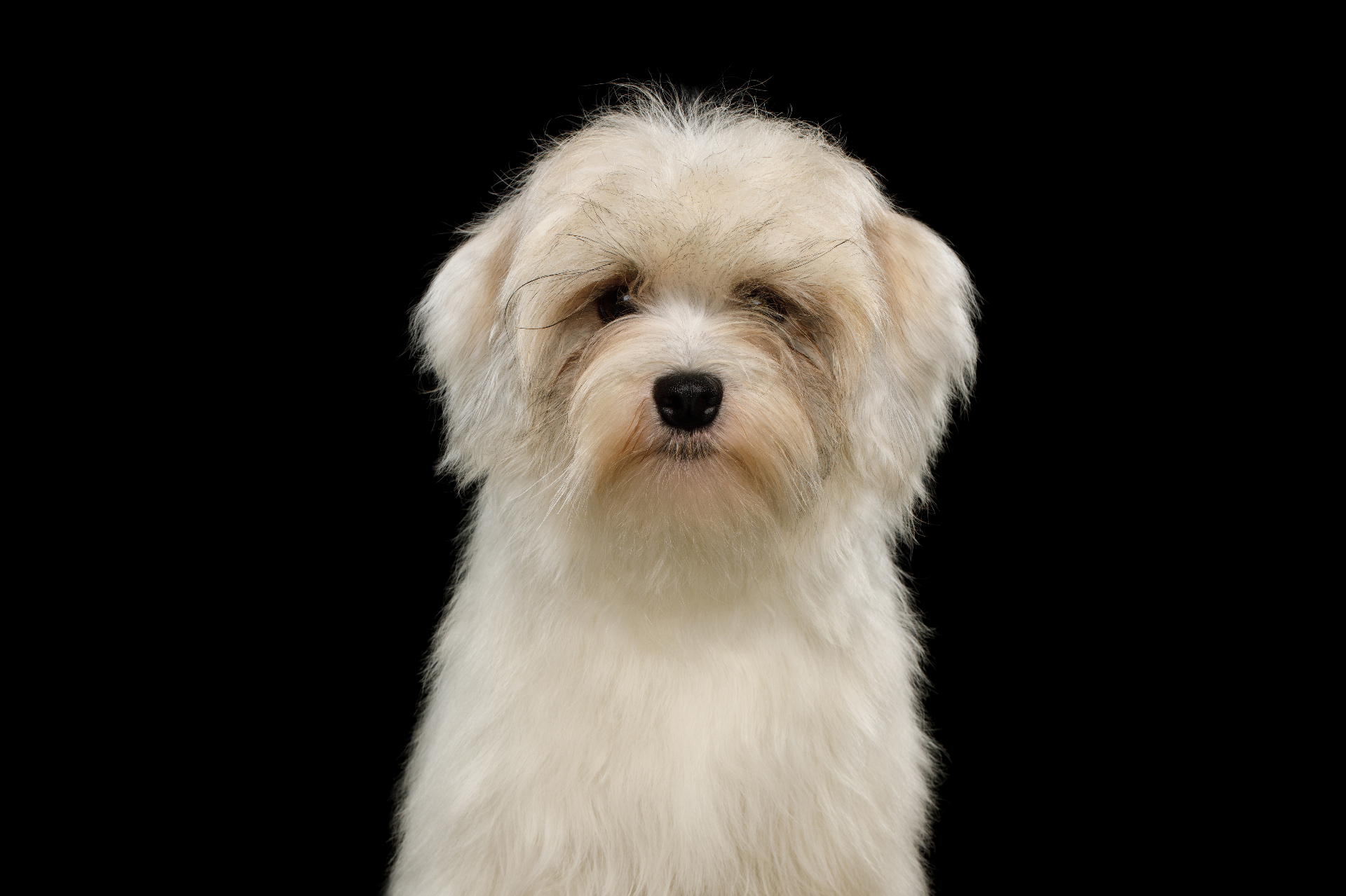 Löwchen pedigree portrait — France / Germany, Renaissance courts