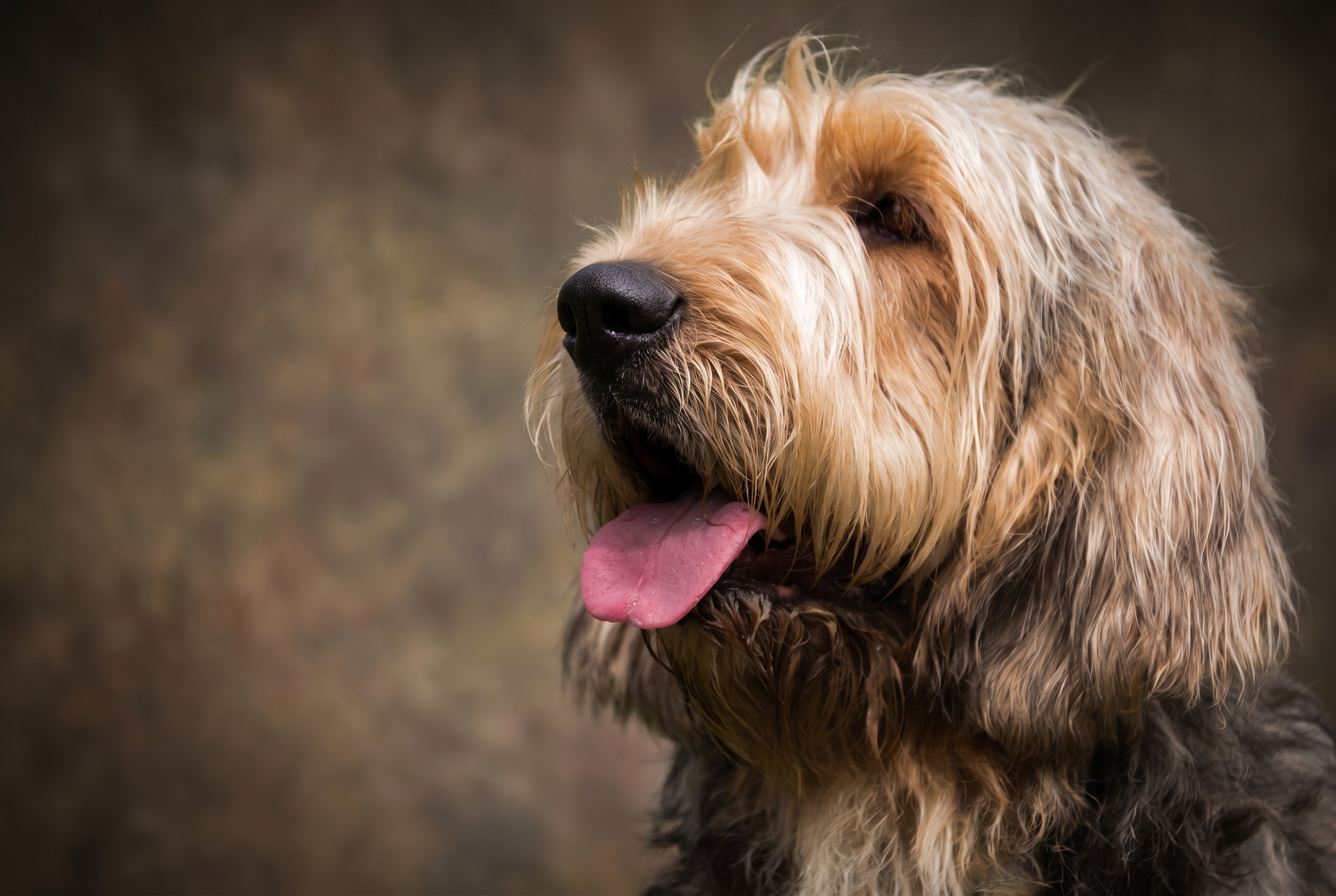 Otterhound pedigree portrait — England, 12th c. (pack hound of the river)