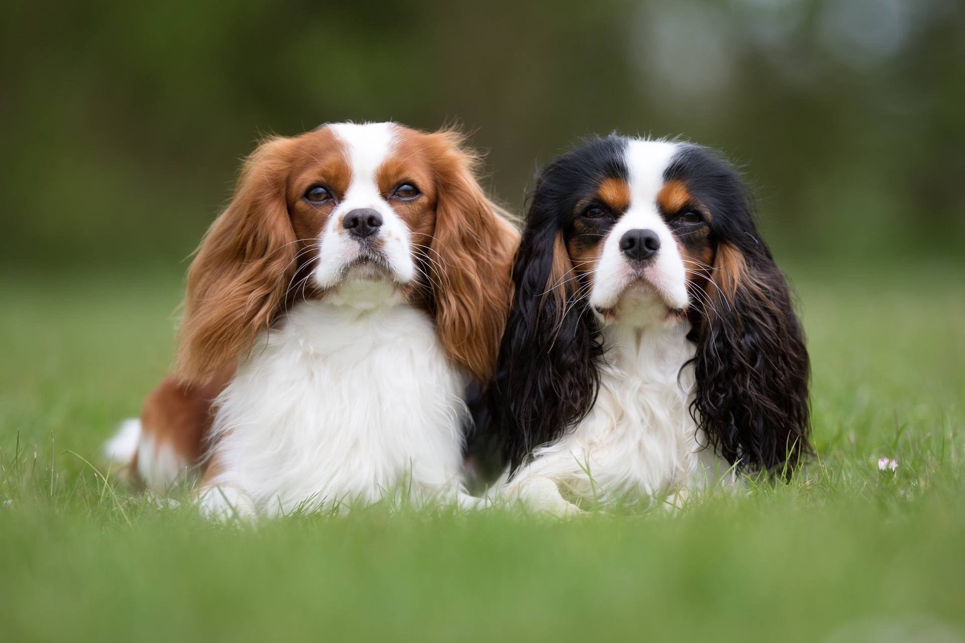 Cavalier King Charles Spaniel pedigree portrait — England, 17th c. royal court