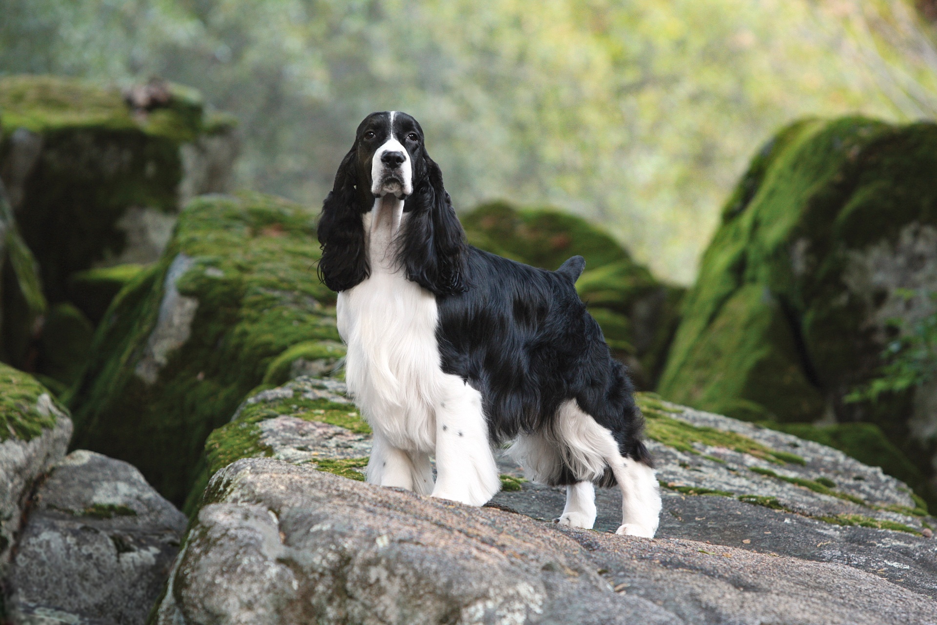 English Springer Spaniel pedigree portrait — England, 16th c. sporting estates