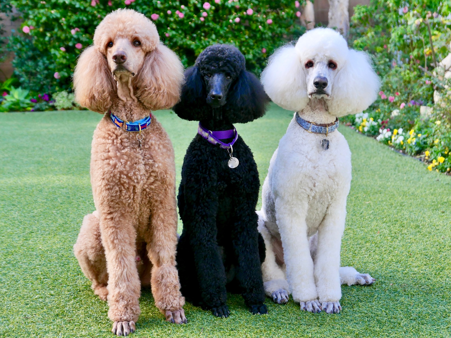 Standard Poodle pedigree portrait — Germany / France, 15th c.