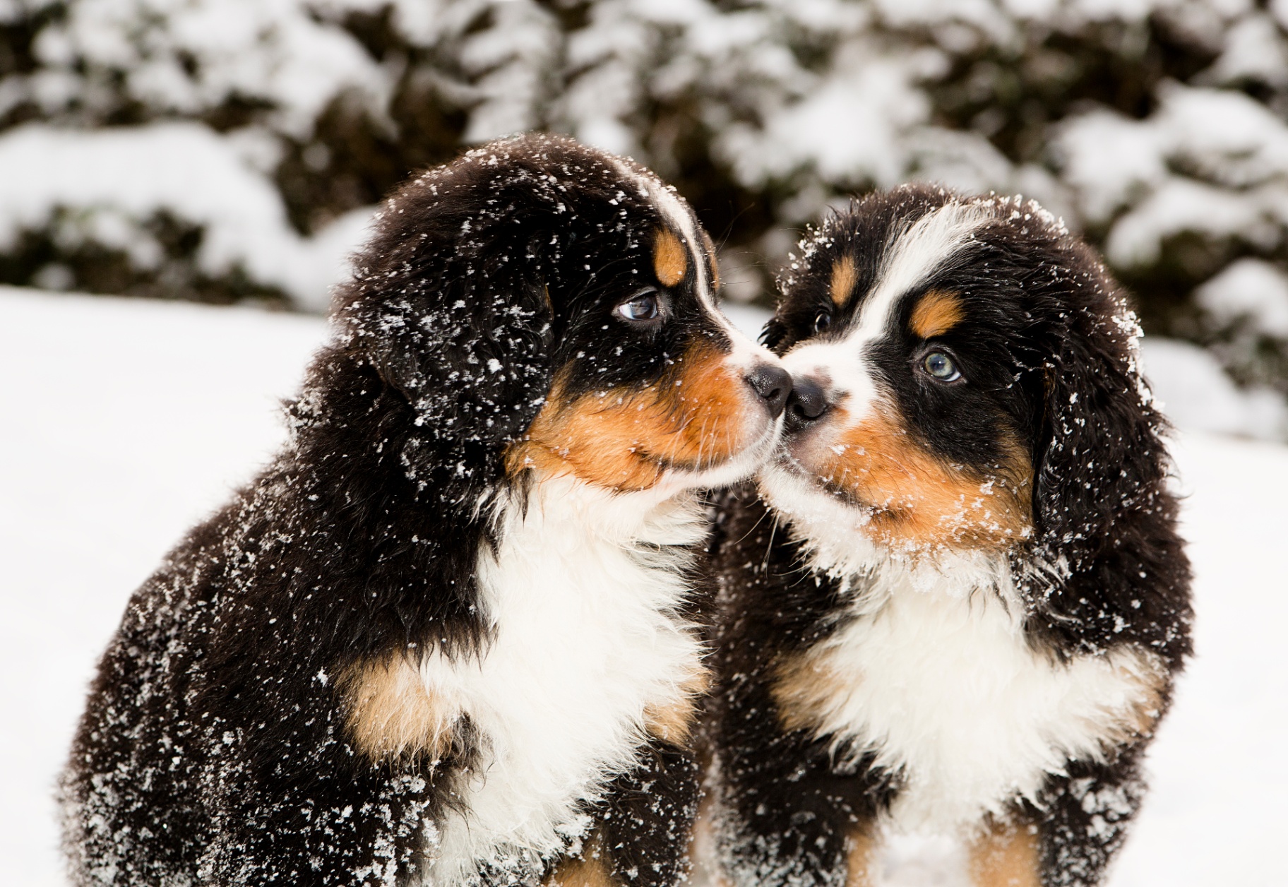 Bernese Mountain Dog pedigree portrait — Swiss alpine farms, antiquity